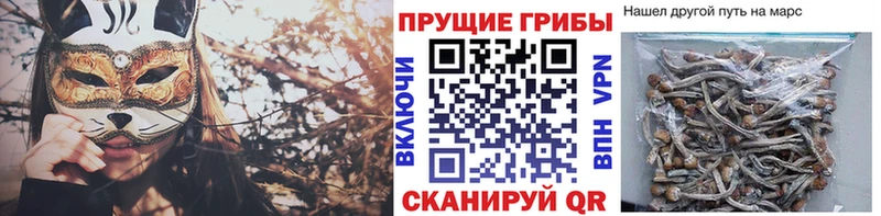 Псилоцибиновые грибы мицелий  Южно-Сухокумск 